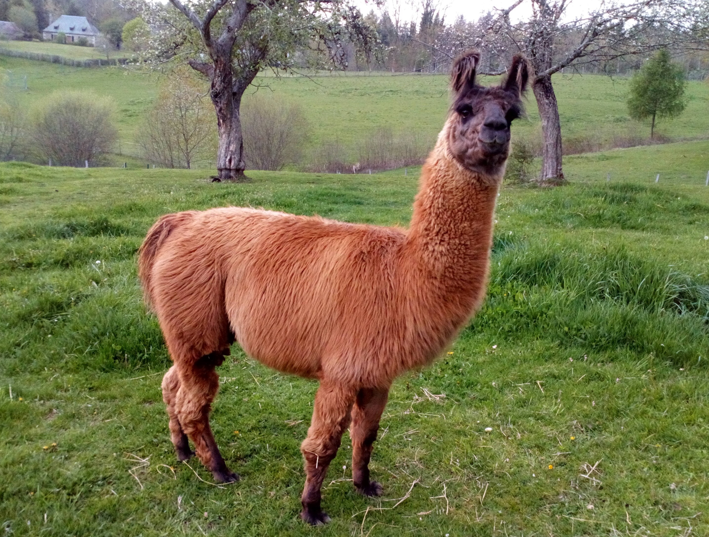 Oscaro male entier Association française Lamas et Alpagas