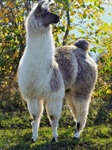 AFLA - Notre histoire - Lama