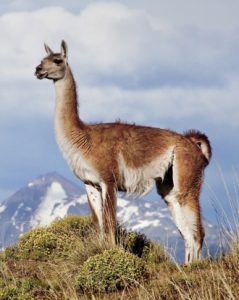 Guanaco