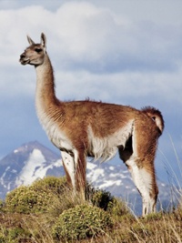 Img Guanaco small