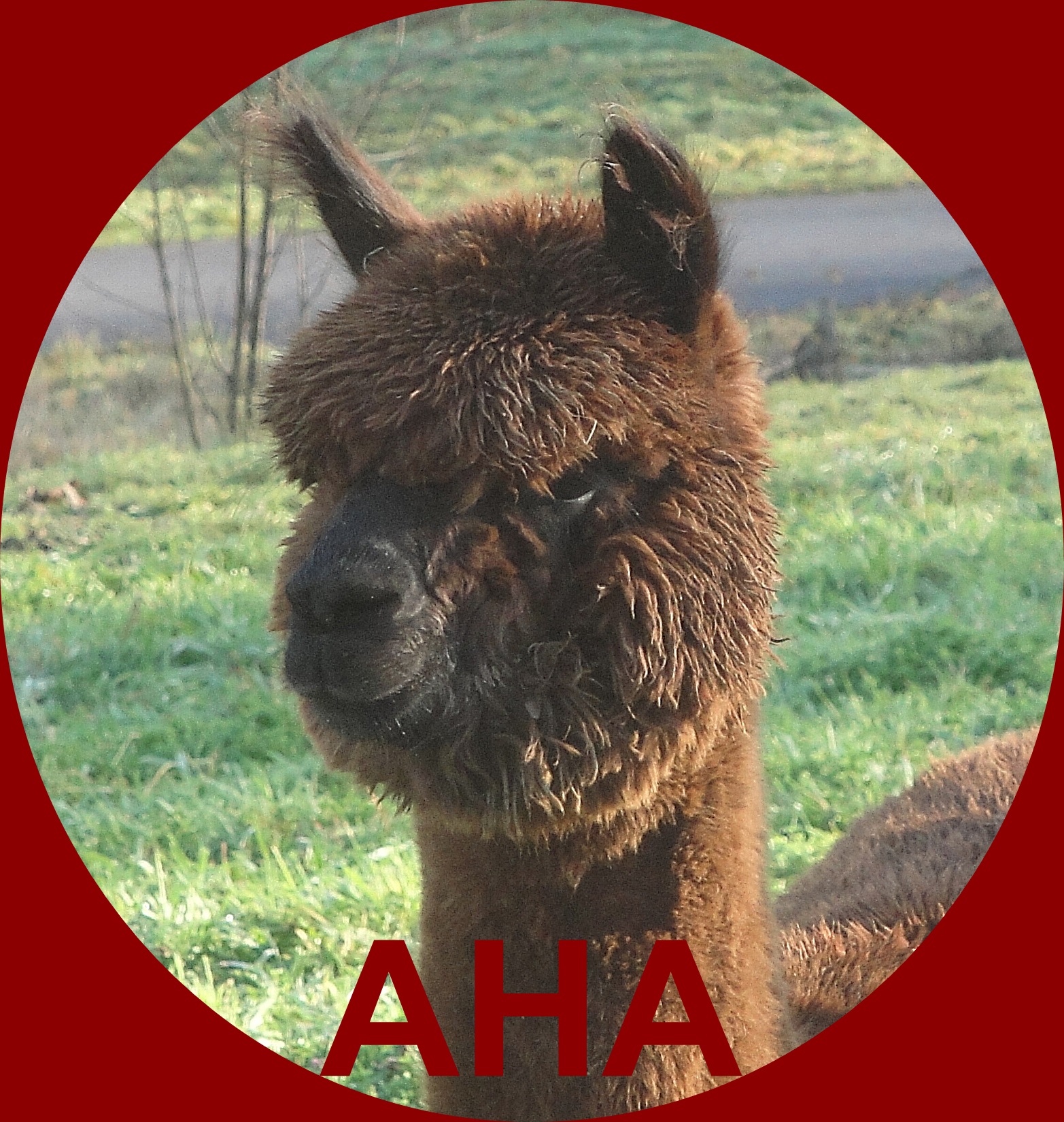Logo AHA(1)