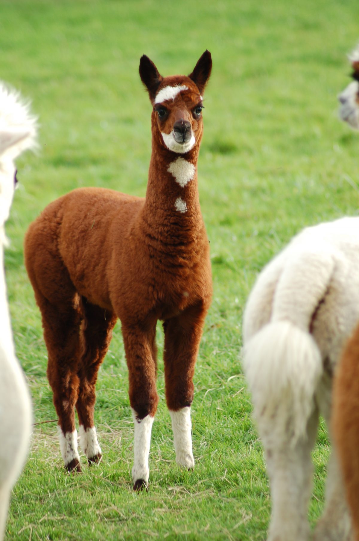 Élevage Alpaga Association française Lamas et Alpagas