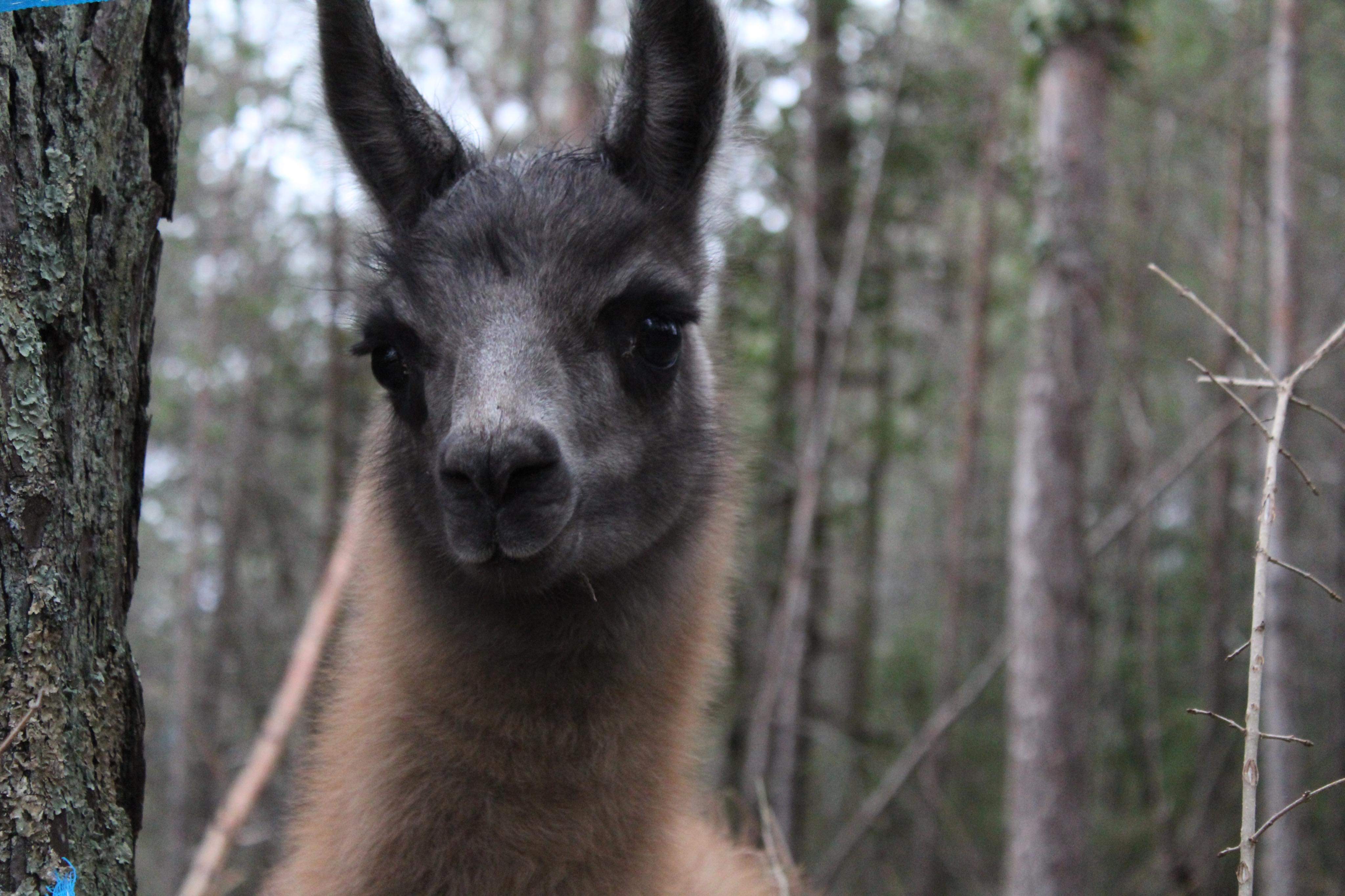 Elevage les lamas des gentilles canailles