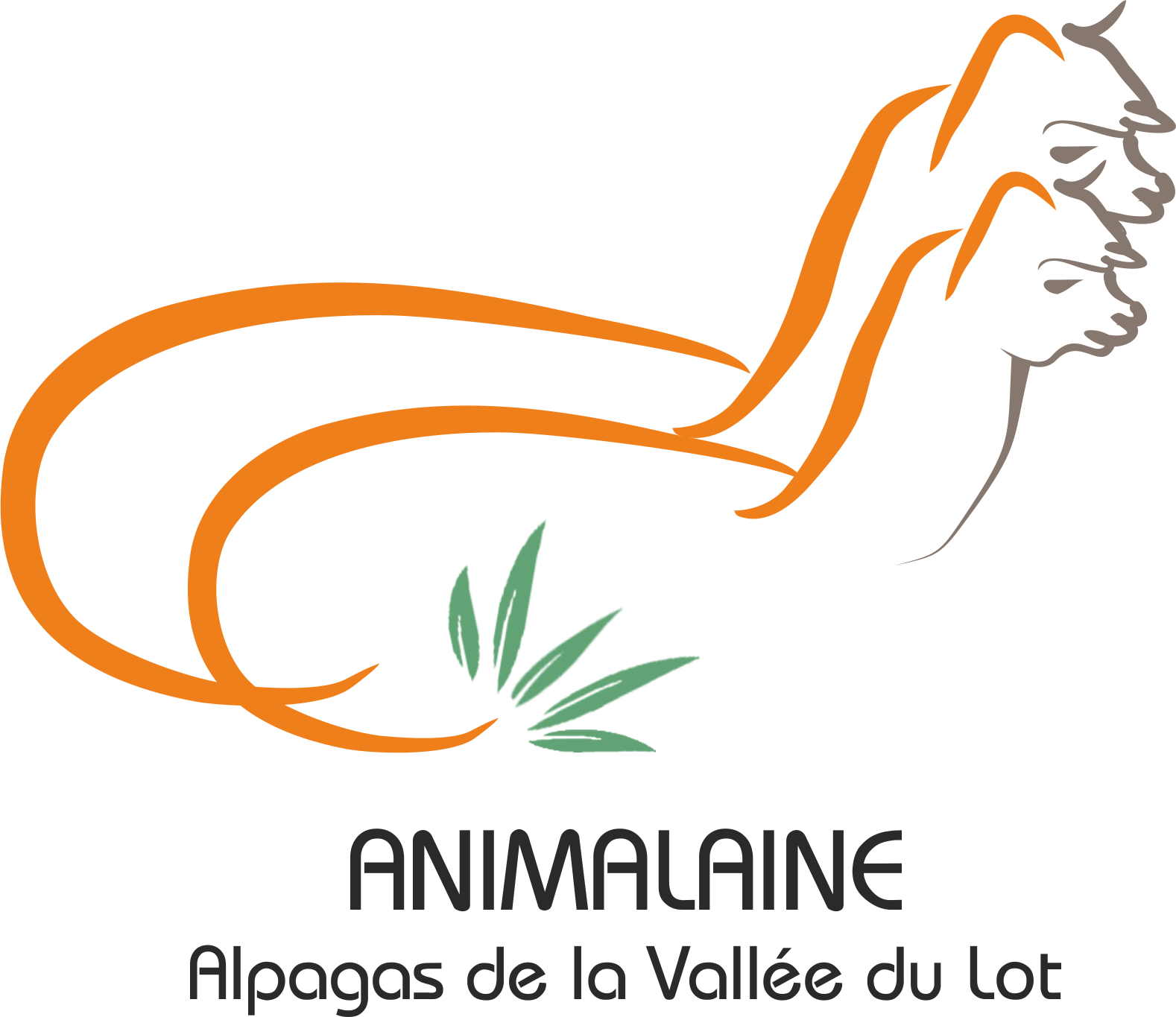 Animalaine – alpagas de la vallée du Lot