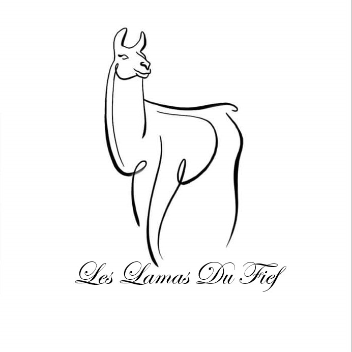 Les lamas du Fief