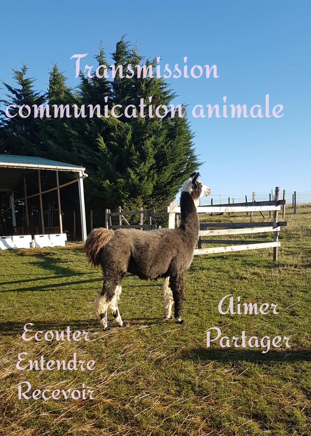 Communication animale