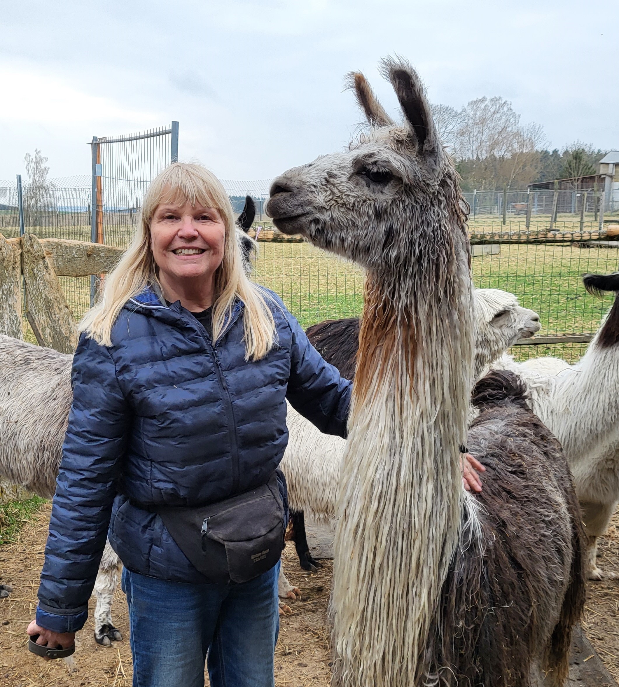 Connaissances indispensables pour l’élevage ou la détention de lamas et alpagas