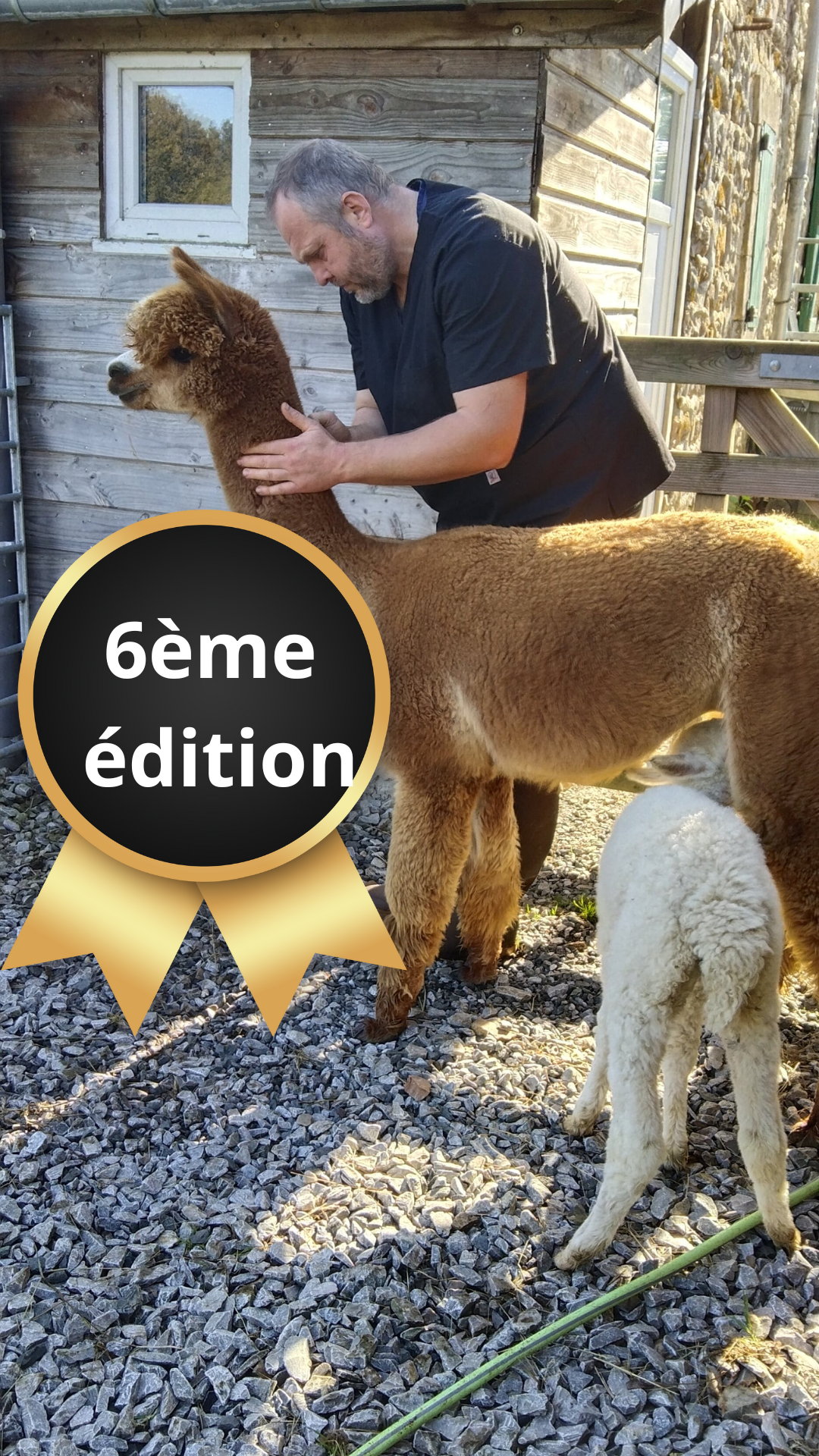Stage de soins aux alpagas et lamas