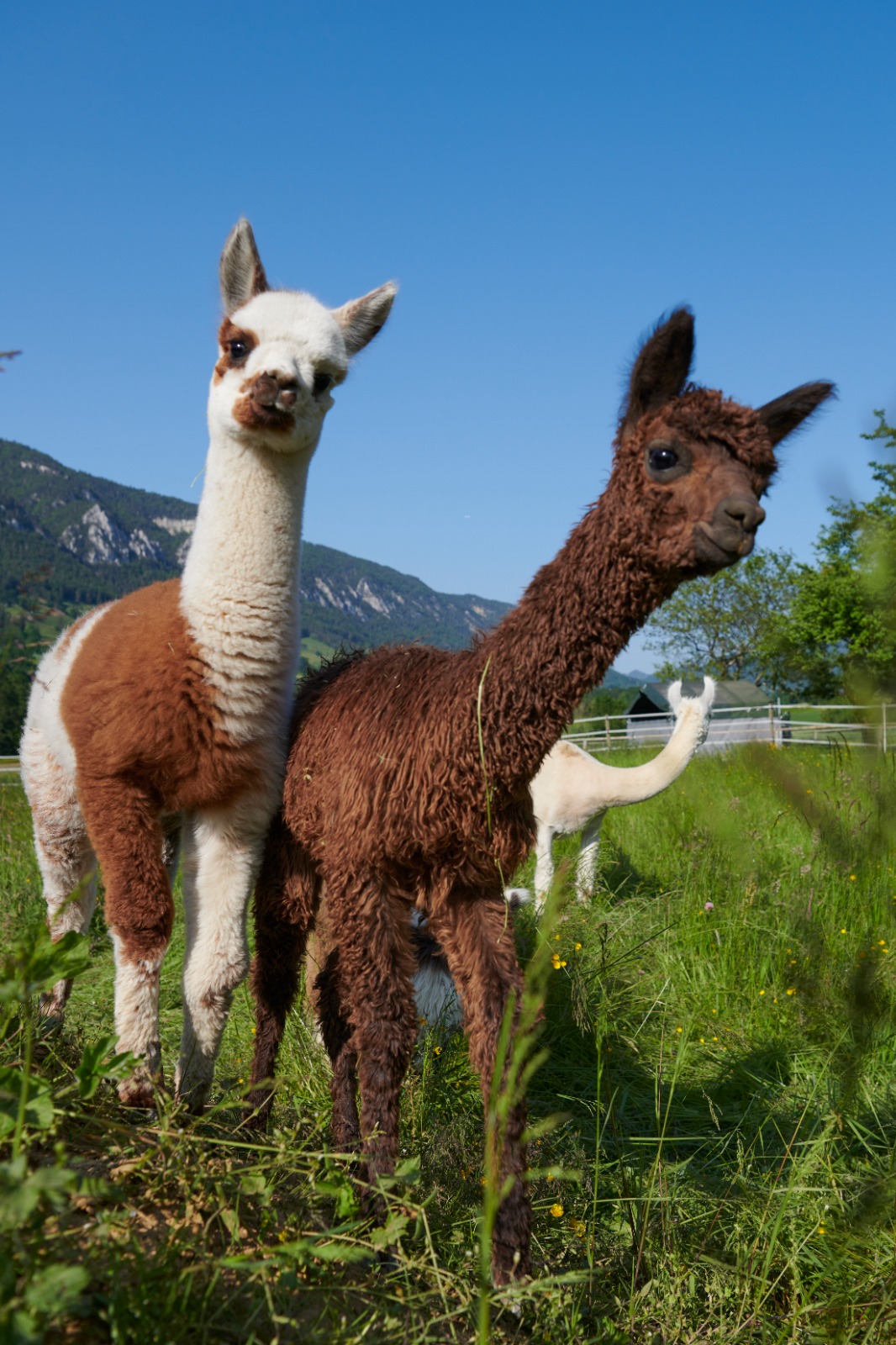 Lamas et Alpagas du Lys