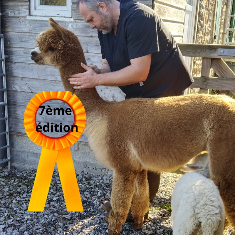 Stage de soins aux alpagas et lamas