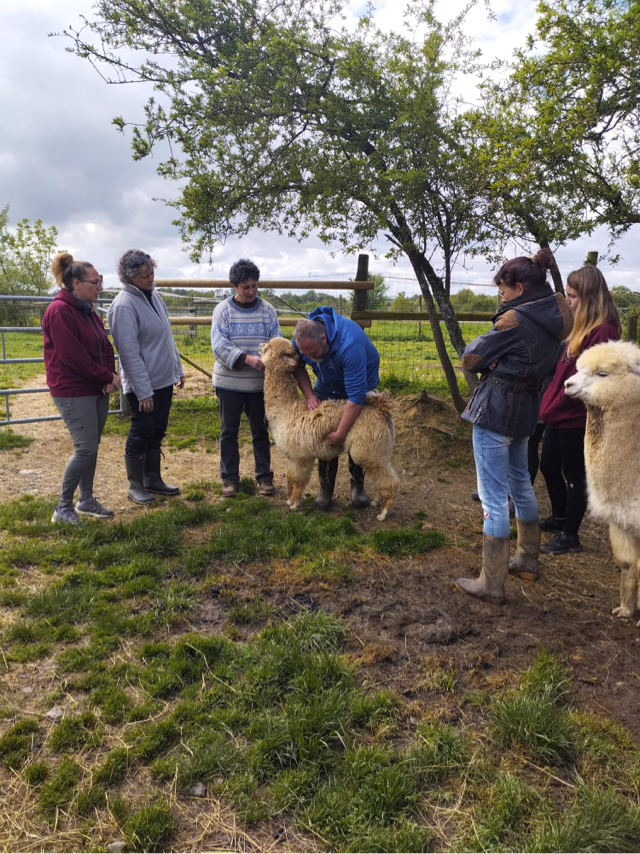 Stage de soins aux alpagas et lamas