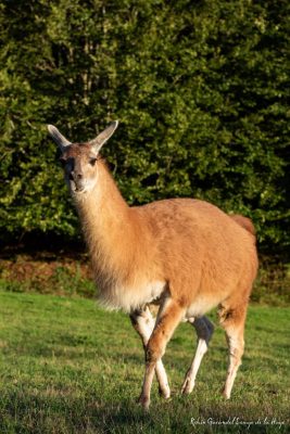 lamaclassique Lama classique
