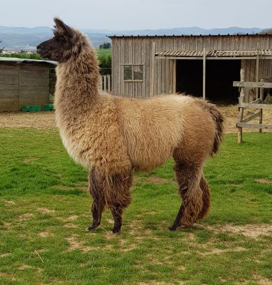 Lama wooly