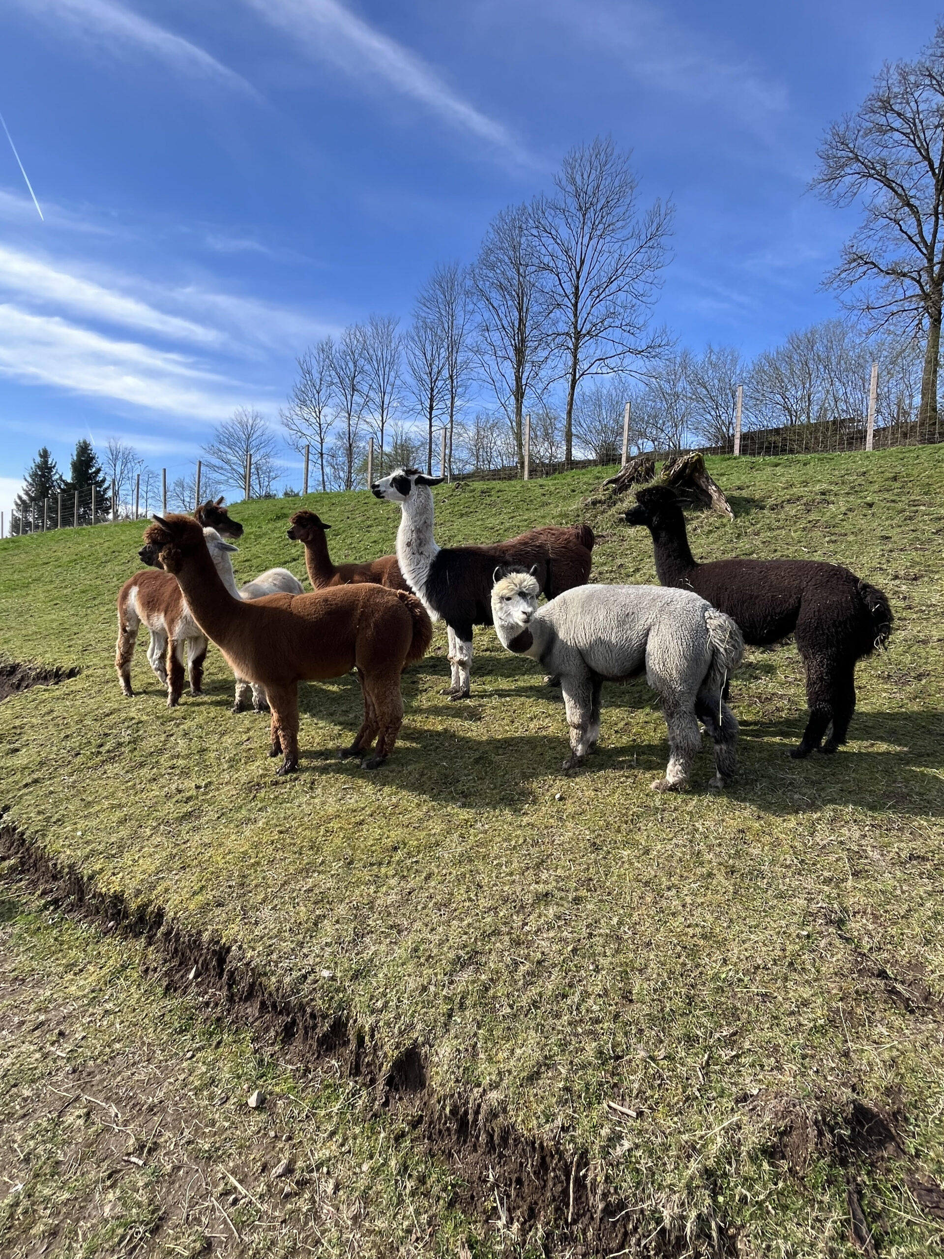 Les Alpacas de La Longine