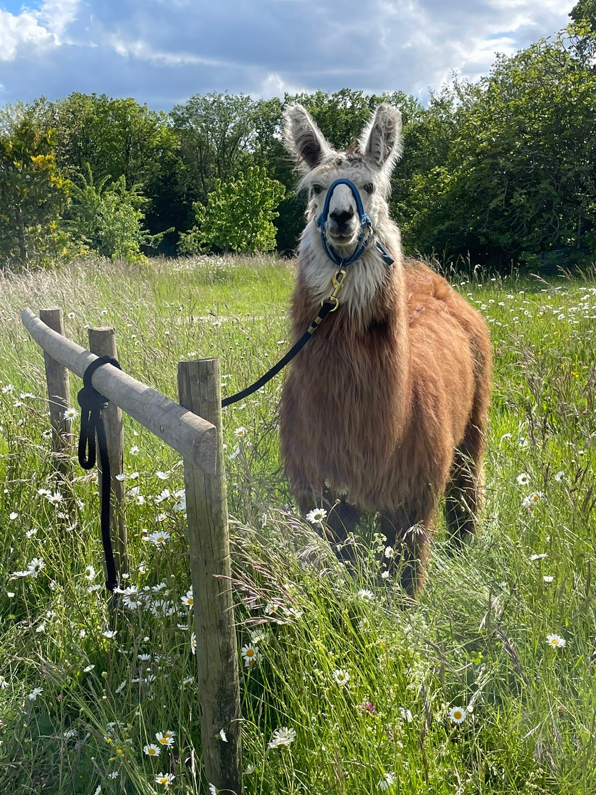 LES LAMAS DE PECHZEN