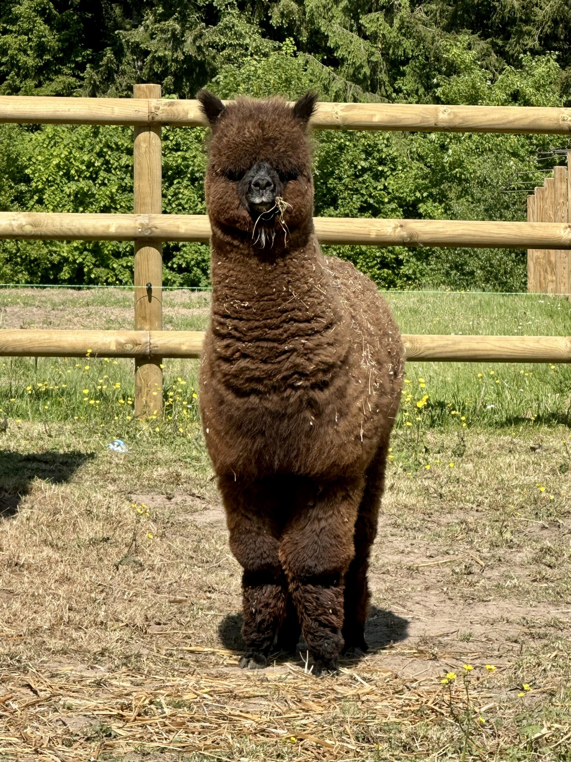 Haras Mac Cartan