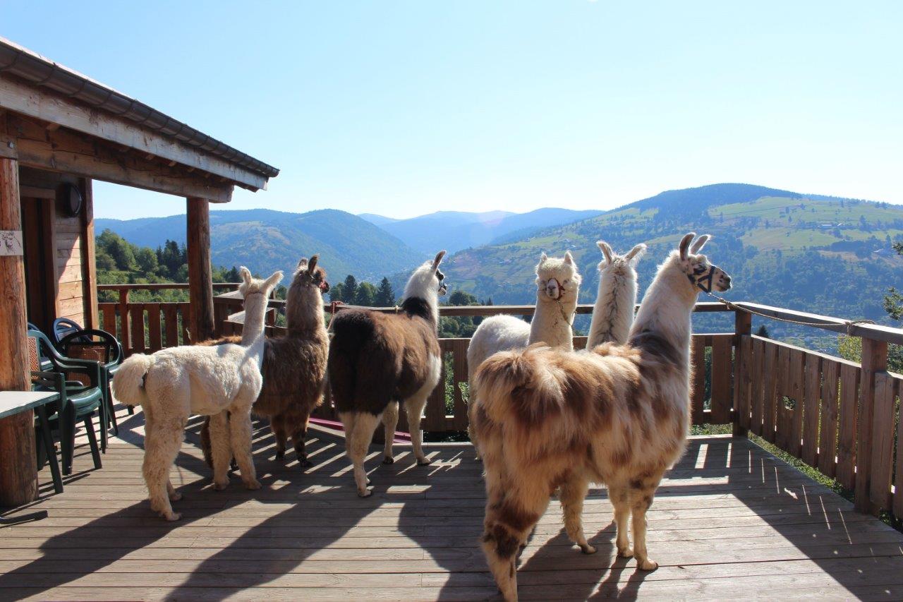 la montagne des lamas