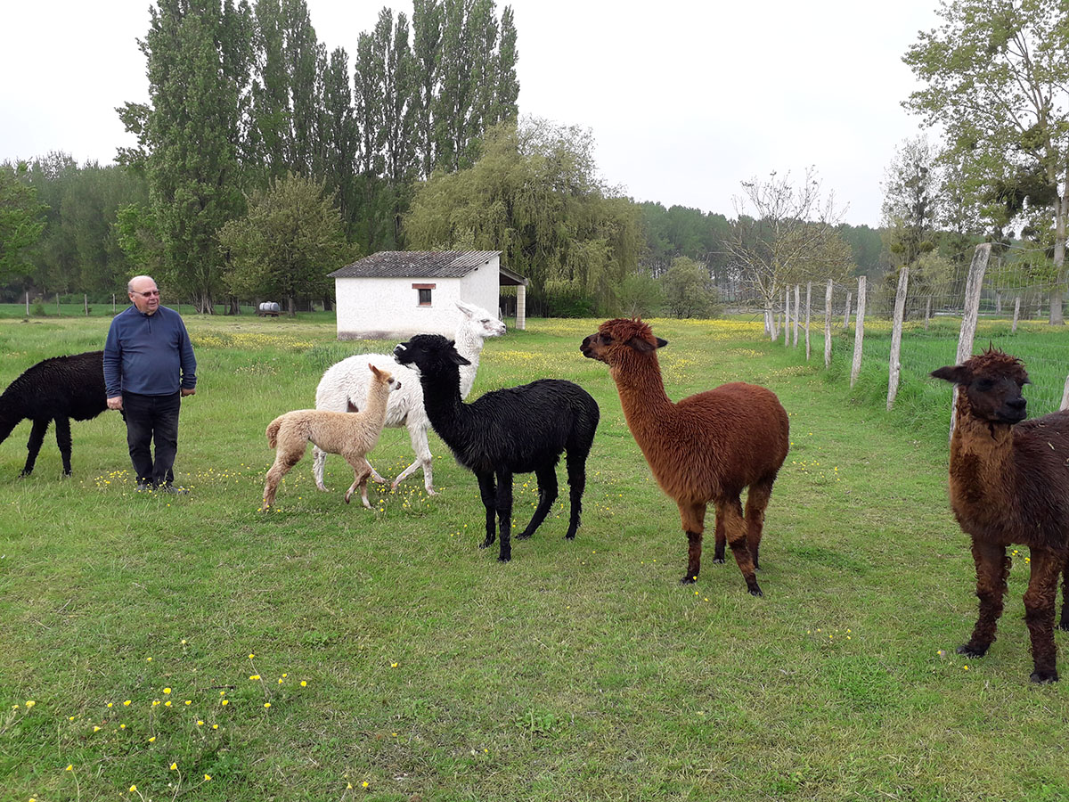 Les alpagas du val de l’Envigne