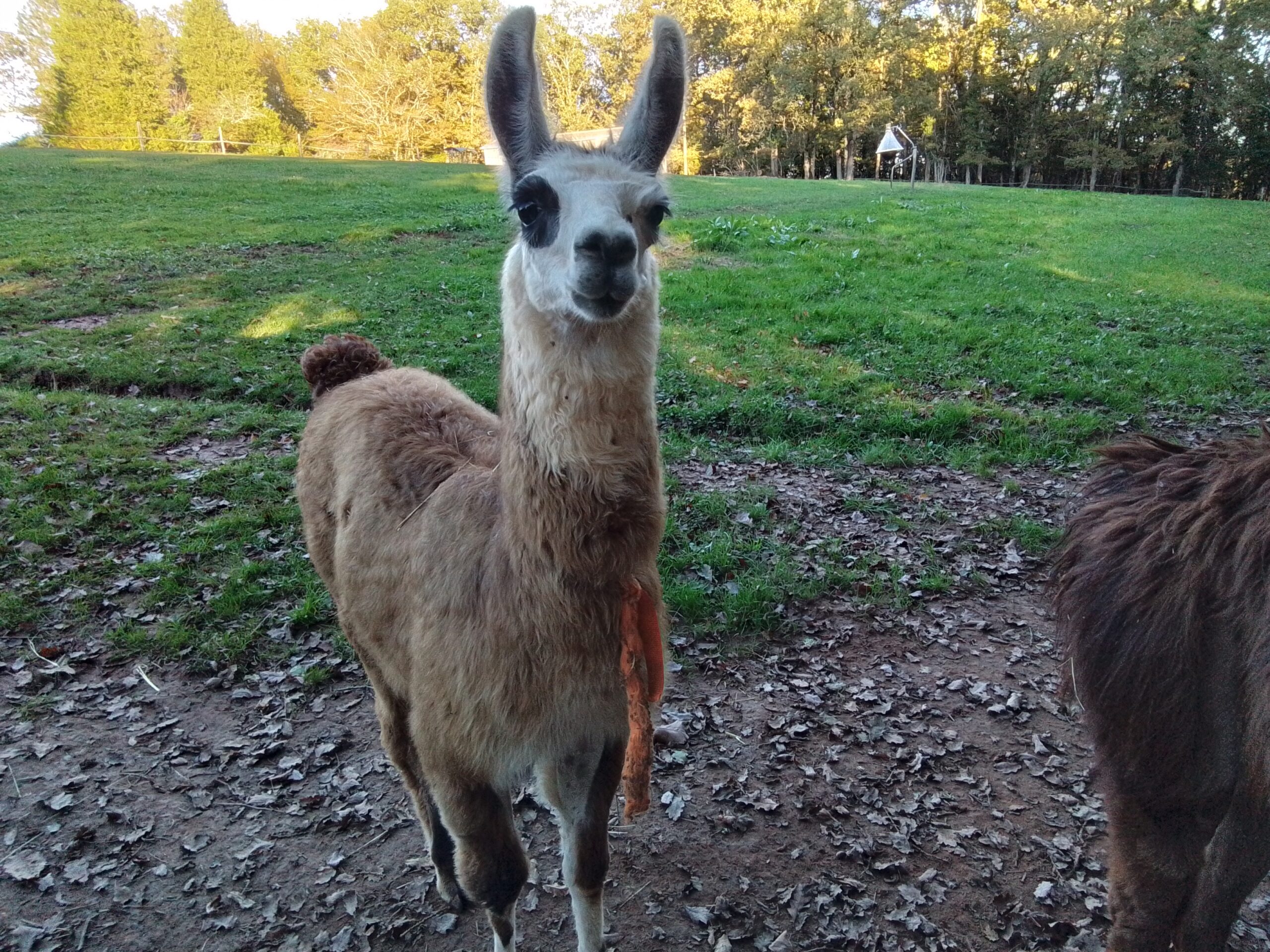 Ferme des lamanes