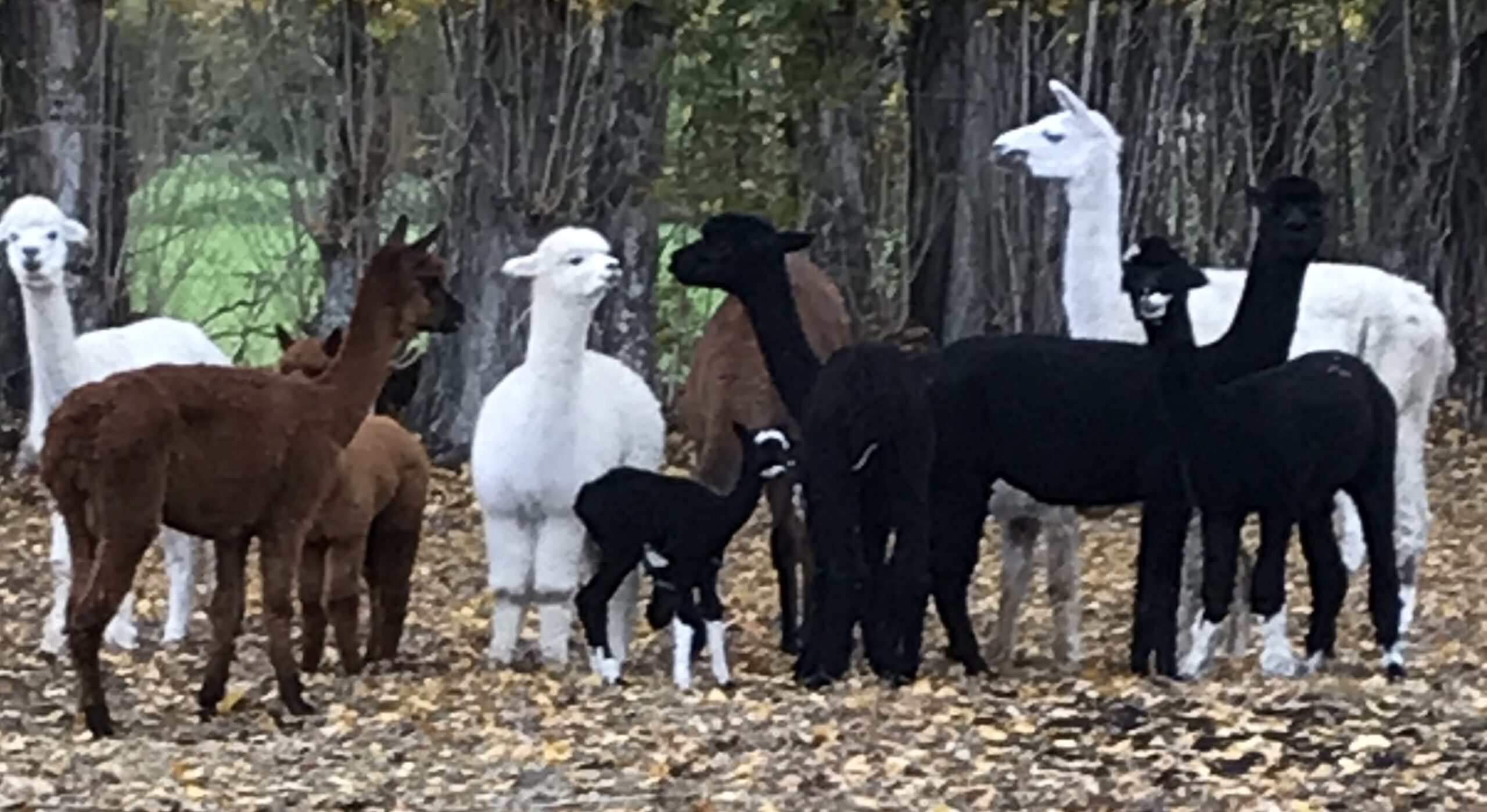 La petite ferme de Rose