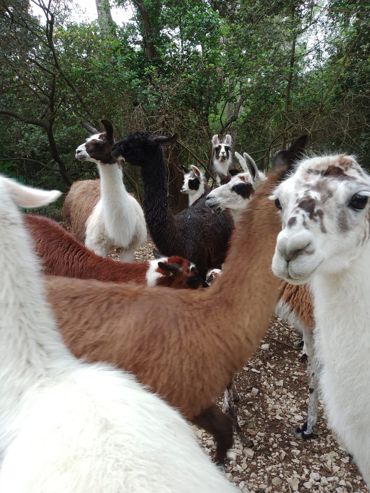 La Compagnie des Lamas