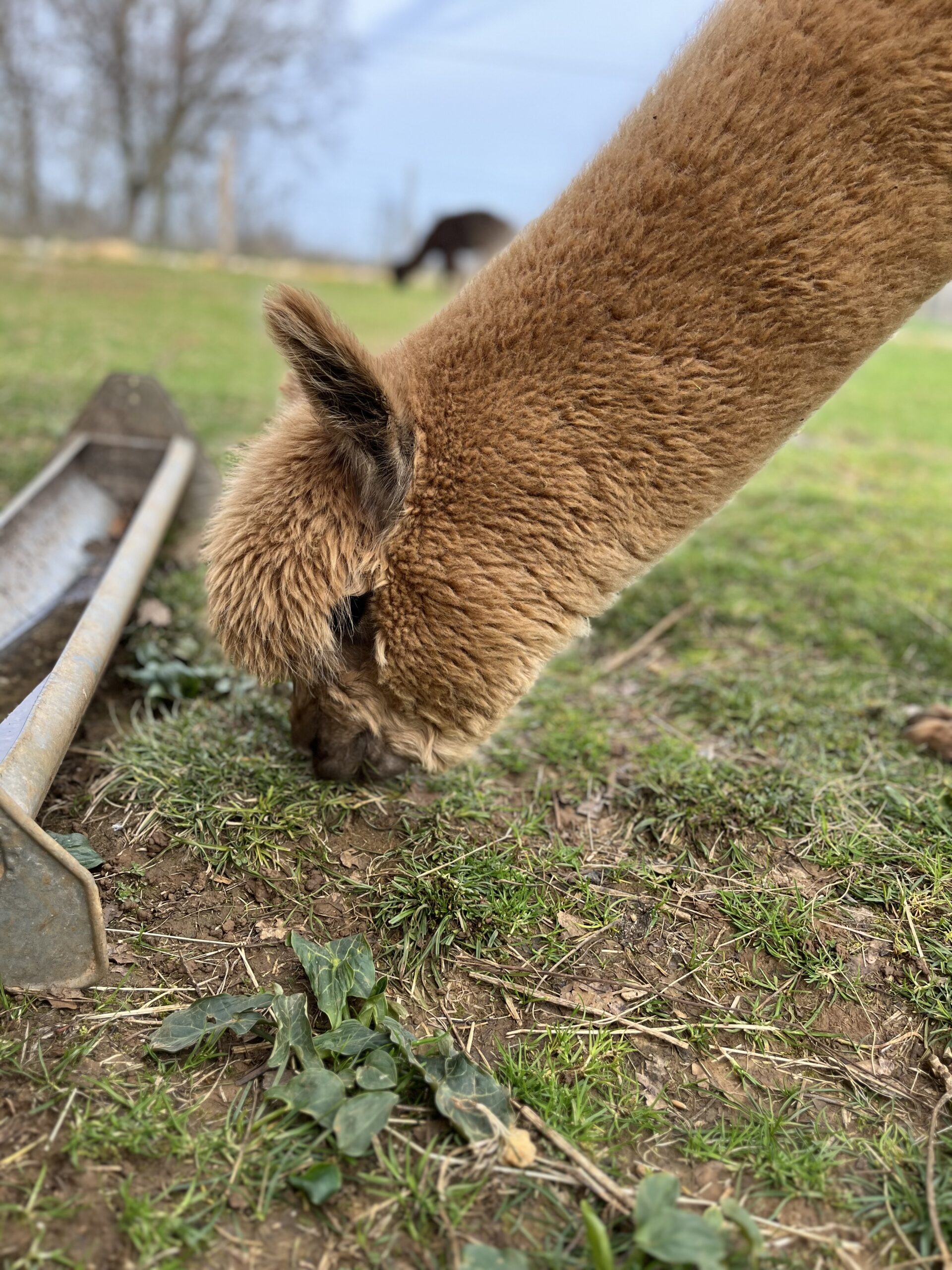 Les Alpacas de Fons